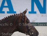 Appio Claudio TosTour2013- S5 2998 : Appio Claudio, Arezzo, Arezzo Equestrian Centre, Cavalli d'Italia, Toscana Tour 2013, foto di Stefano Secchi ©